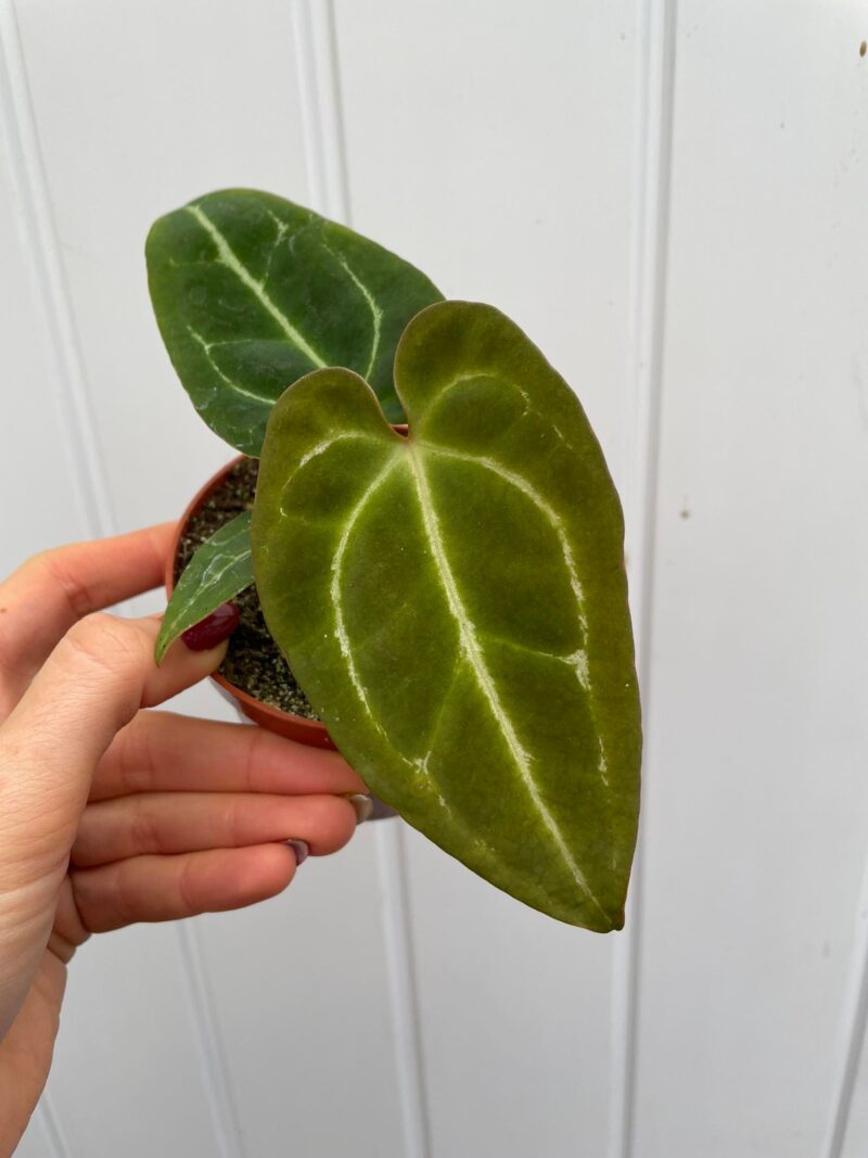 Anthurium Crystalinum x Ace of Spades (wide vein)