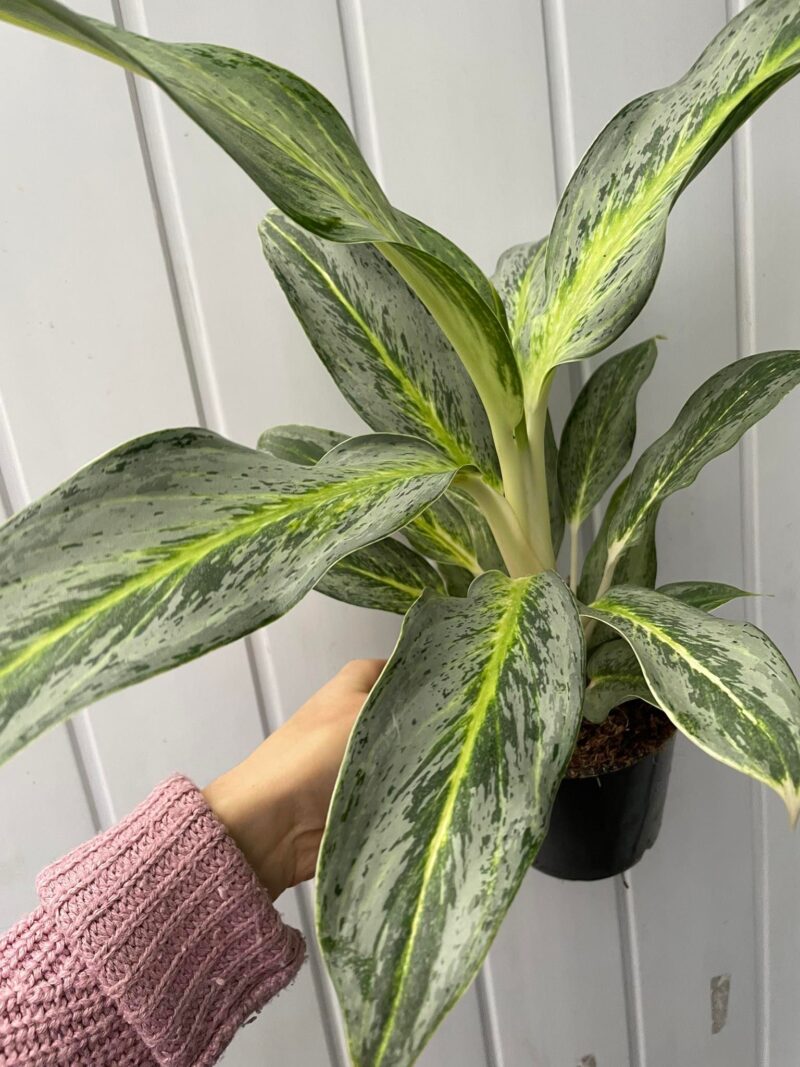 Aglaonema Emerald Stone