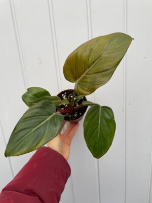 Philodendron Summer Glory