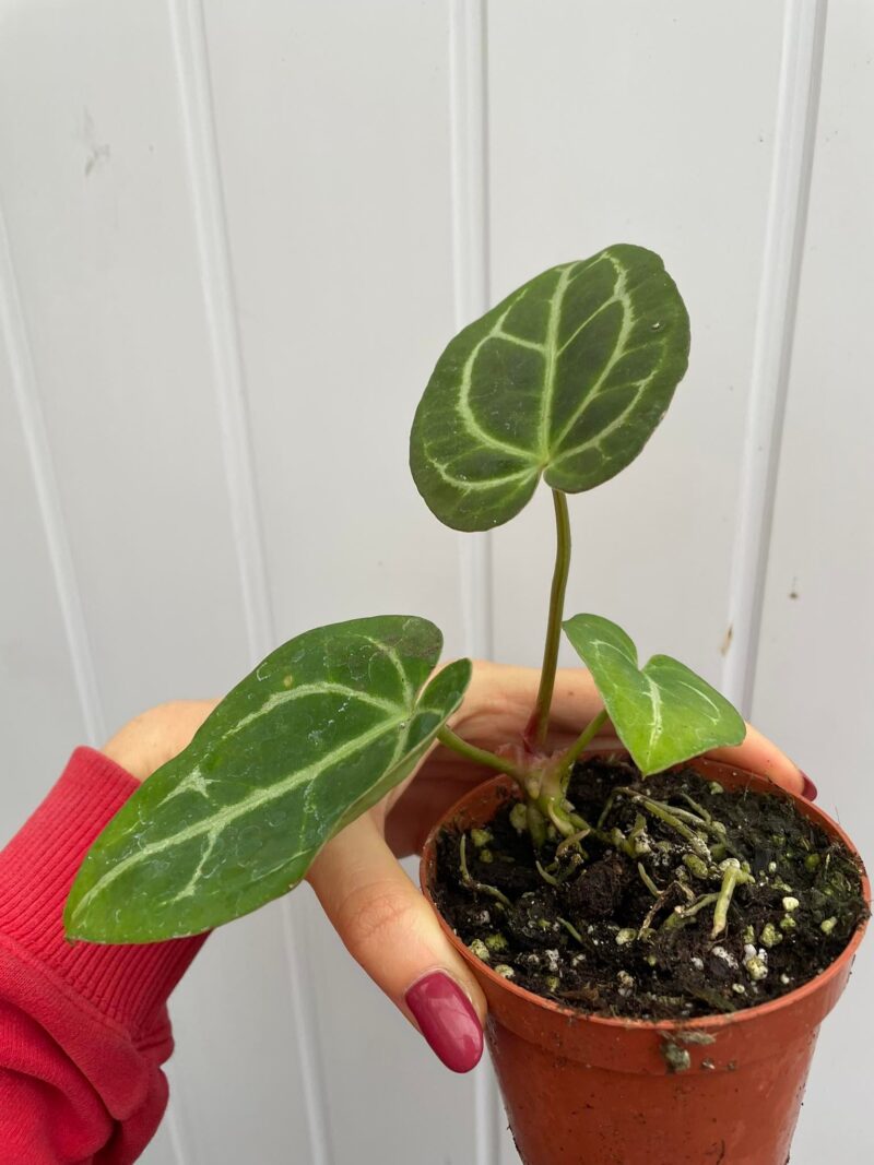 Anthurium Crystalinum x Forgettii II KAT