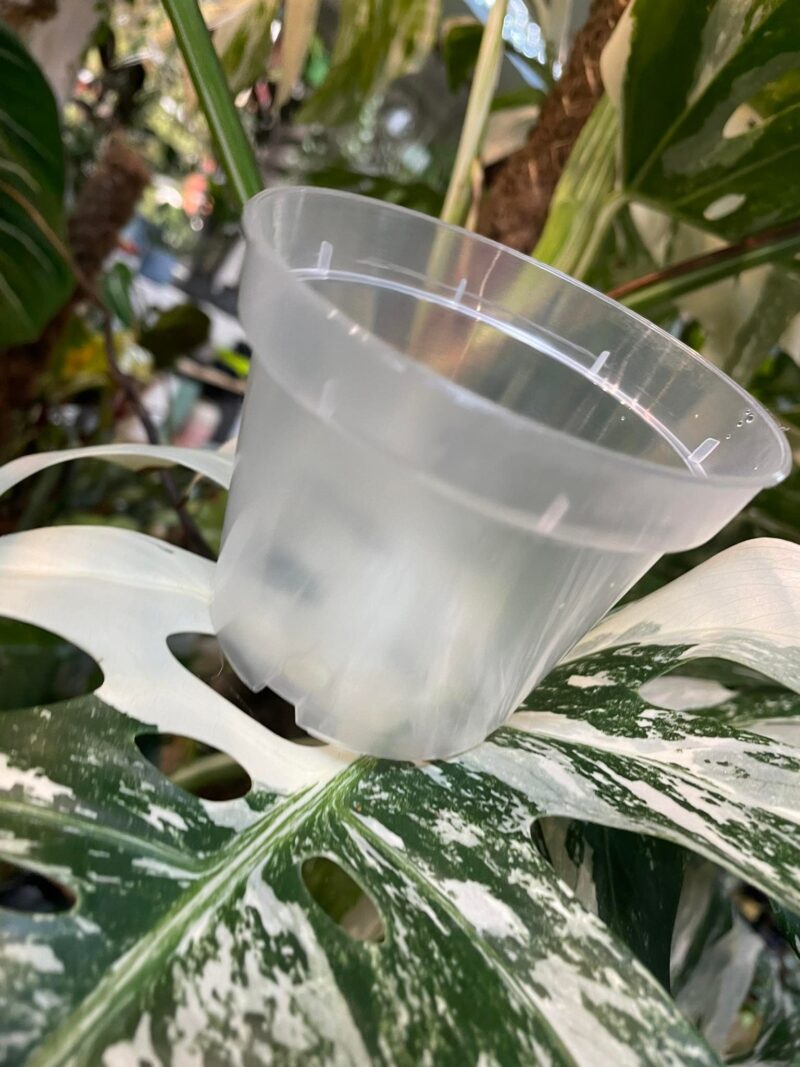 Doniczka produkcyjna przeźroczysta