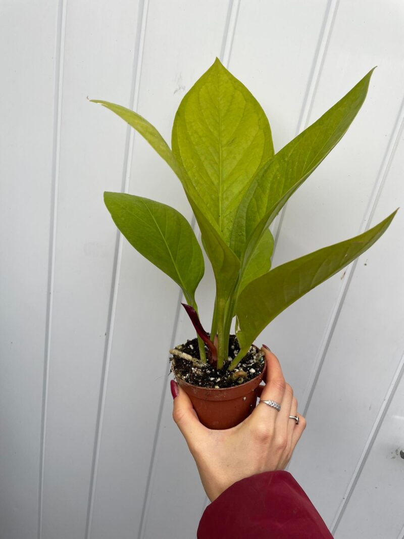 Anthurium Jenmanii Gold