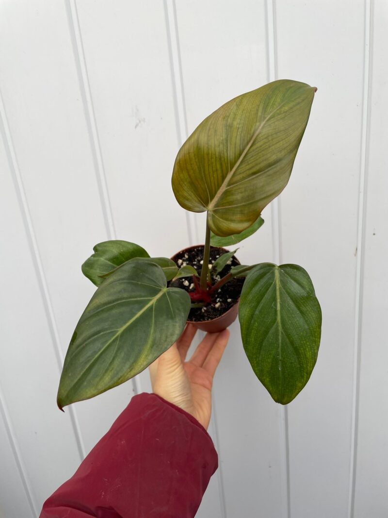 Philodendron Summer Glory