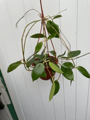 Hoya Kho Reses Sunda (Hoja)