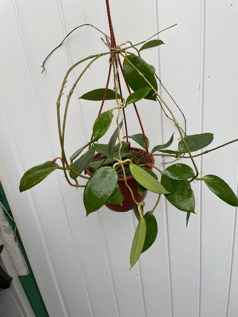 Hoya Kho Reses Sunda (Hoja)
