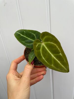 Anthurium Crystalinum x Ace of Spades (wide vein)