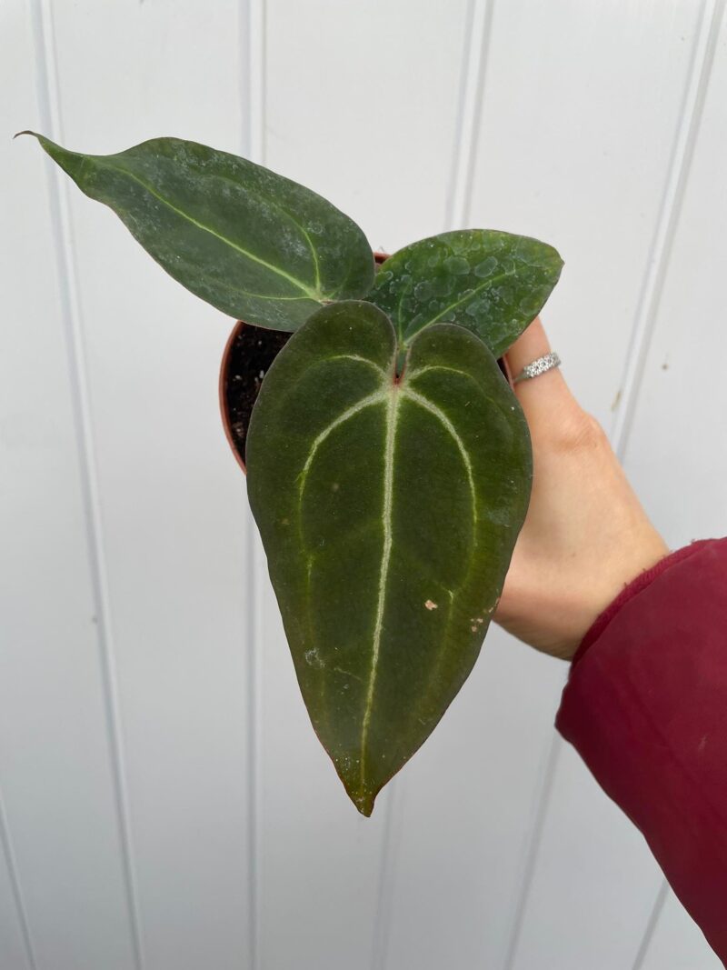 Anthurium Crystalinum x Ace of Spades ( narrow vein )