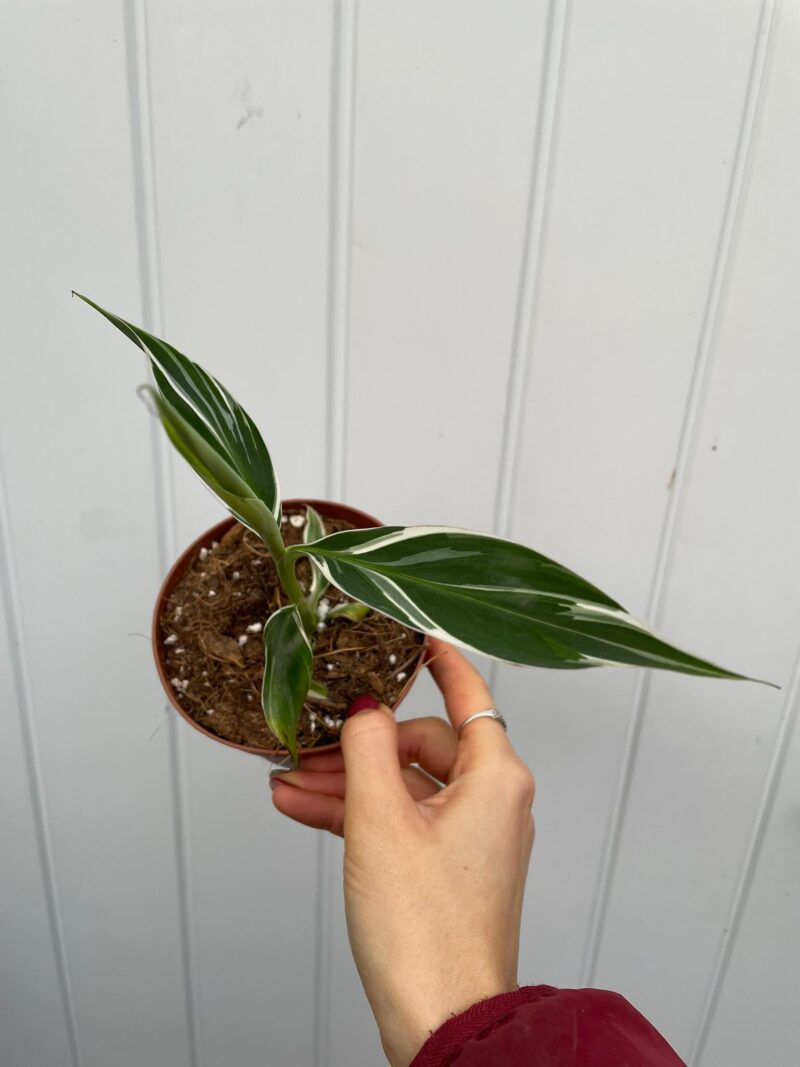 Bananowiec variegata Musa  Florida