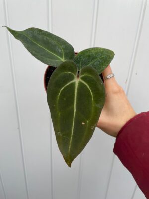 Anthurium Crystalinum x Ace of Spades ( narrow vein )