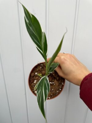 Bananowiec variegata Musa  Florida