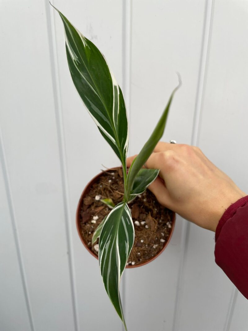 Bananowiec variegata Musa  Florida