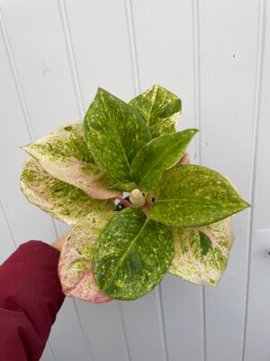 Aglaonema Emerald Pink