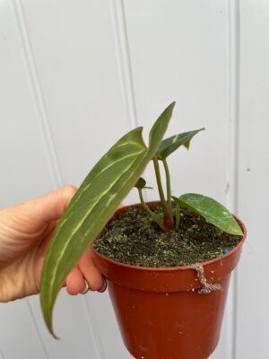 Anthurium Crystalinum x Ace of Spades (wide vein)