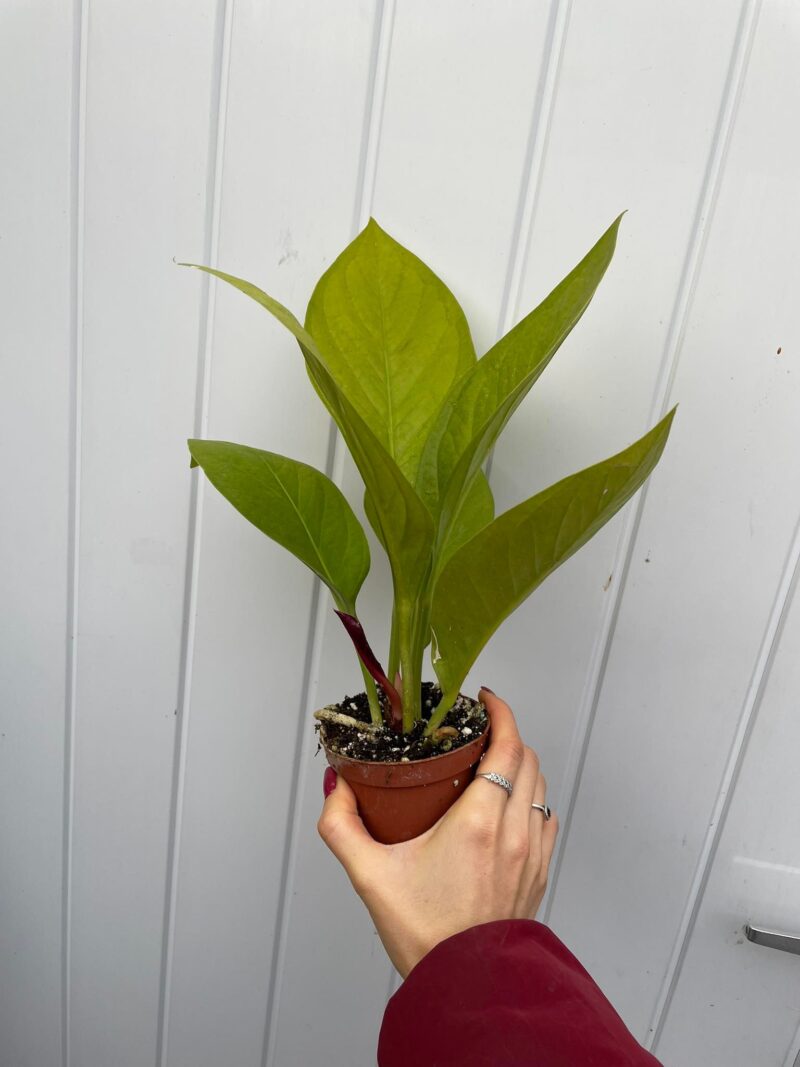 Anthurium Jenmanii Gold