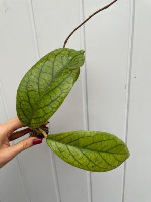 Hoya vitellinoides (hoja)