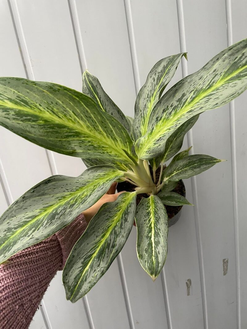 Aglaonema Emerald Stone