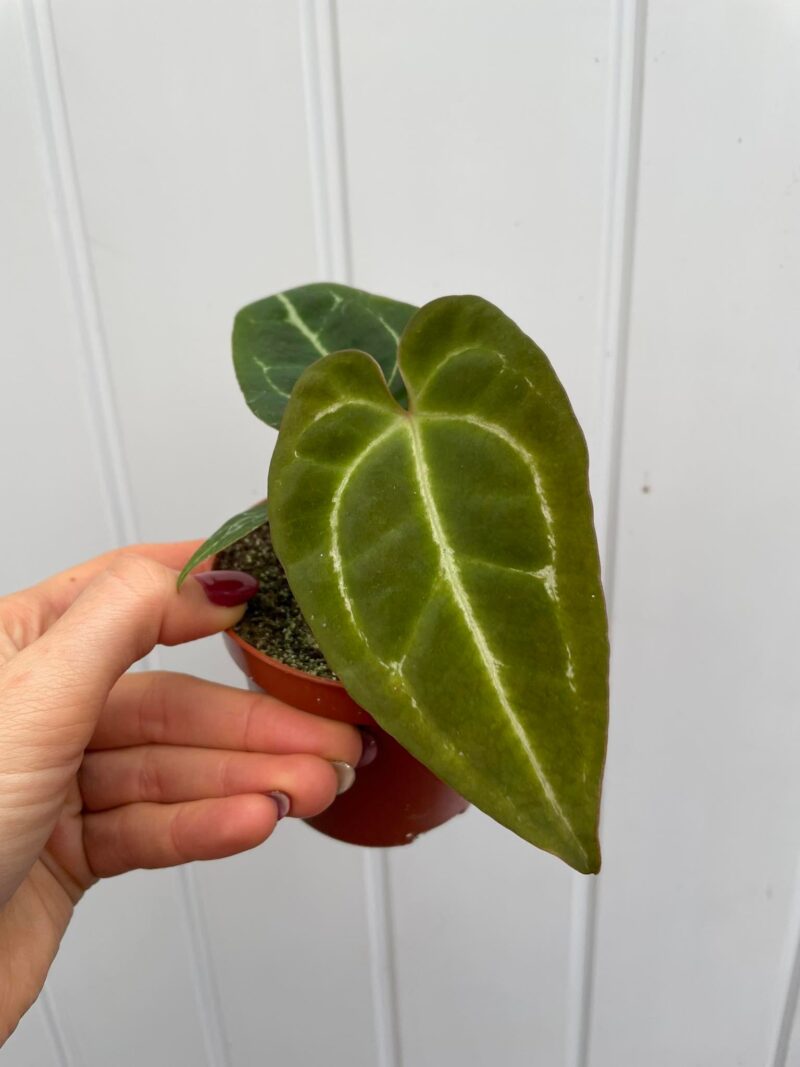 Anthurium Crystalinum x Ace of Spades (wide vein)
