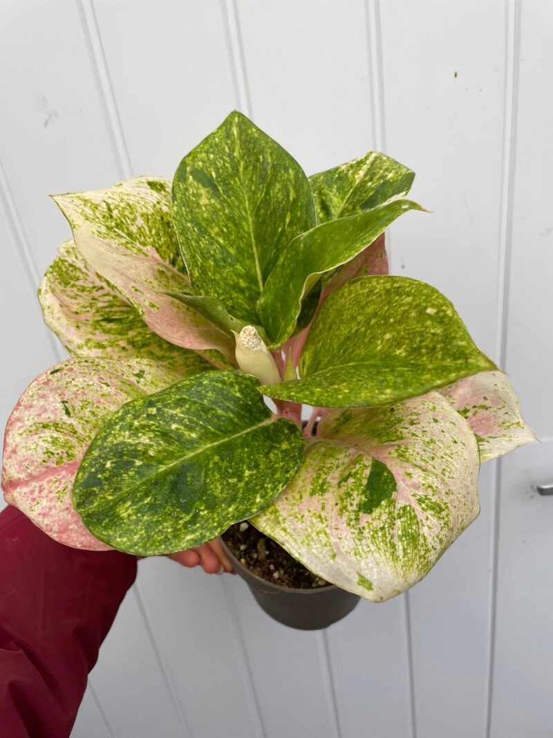 Aglaonema Emerald Pink
