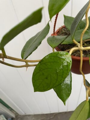 Hoya Kho Reses Sunda (Hoja)