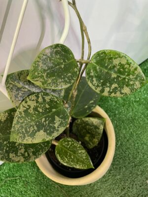 HOYA ACUTA heart leaves SPLASH