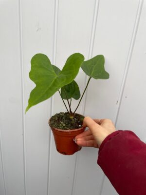 Anthurium pedatoradiatum