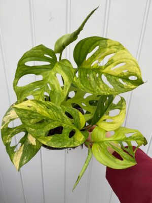 Monstera Adansonii Variegata Aurea
