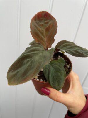 Homalomena Humilis Red Velvet