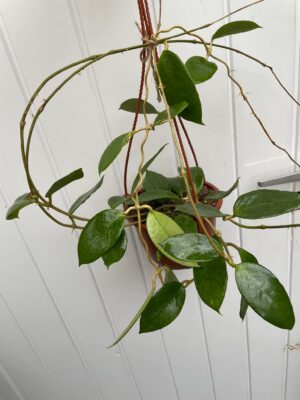 Hoya Kho Reses Sunda (Hoja)