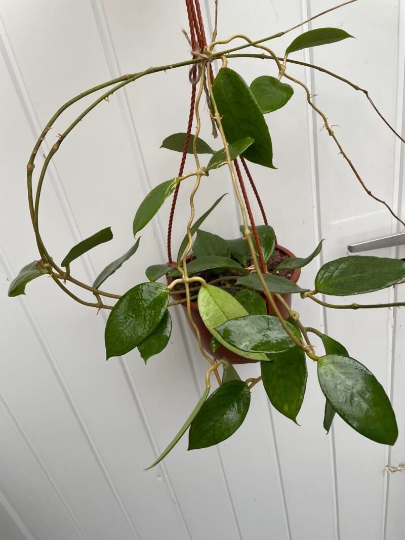 Hoya Kho Reses Sunda (Hoja)