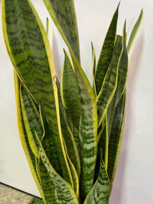 Sansewieria gwinejska