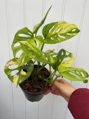 Monstera Adansonii Variegata Aurea