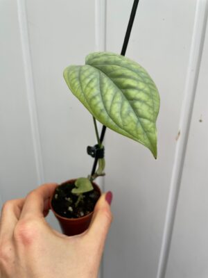 amydrium medium silver