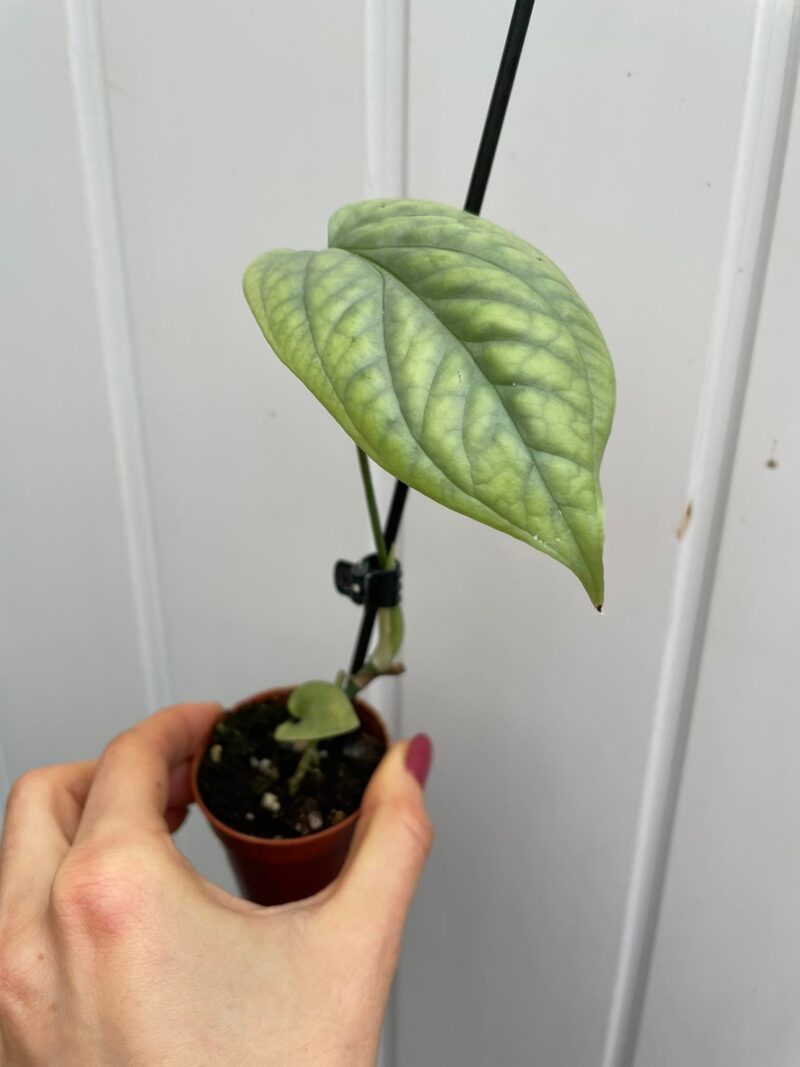 amydrium medium silver