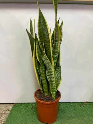 Sansewieria gwinejska