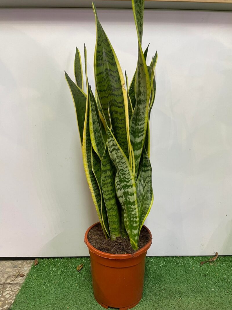 Sansewieria gwinejska