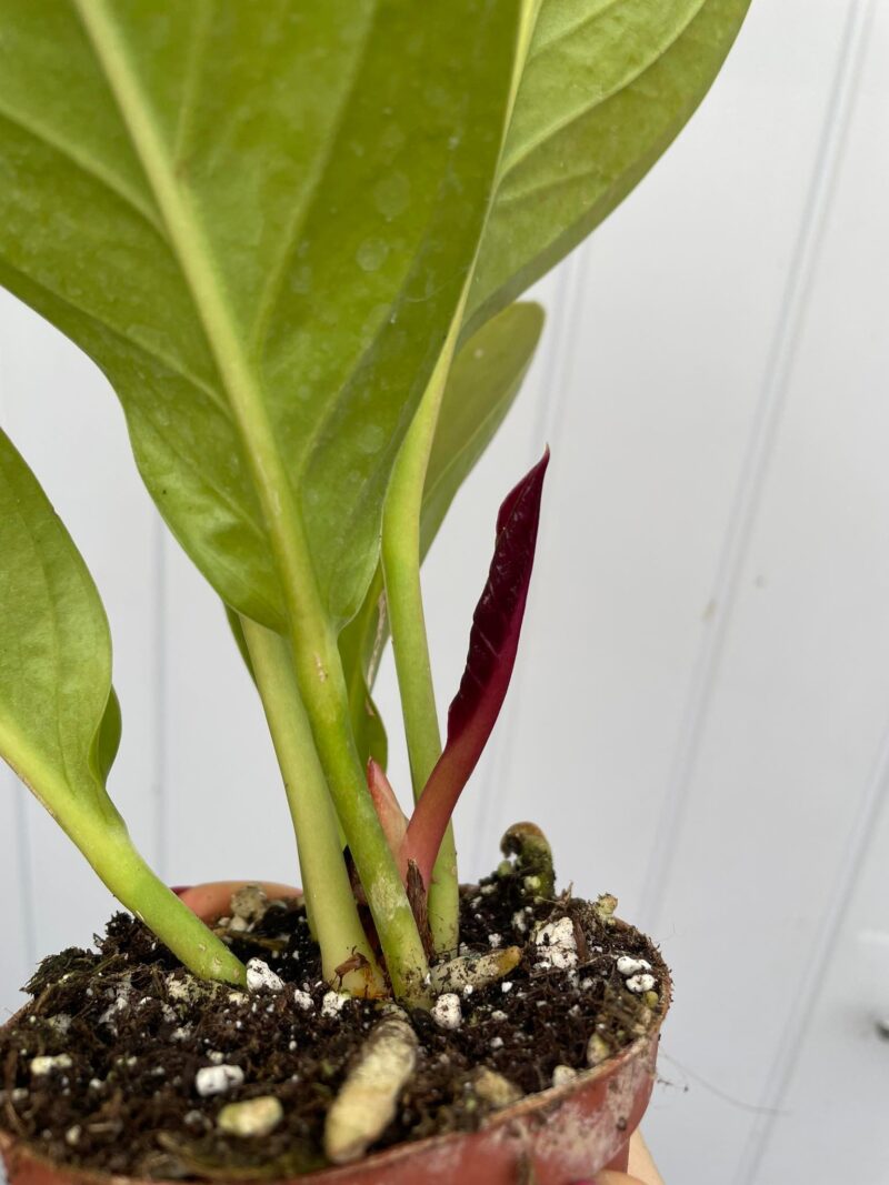 Anthurium Jenmanii Gold