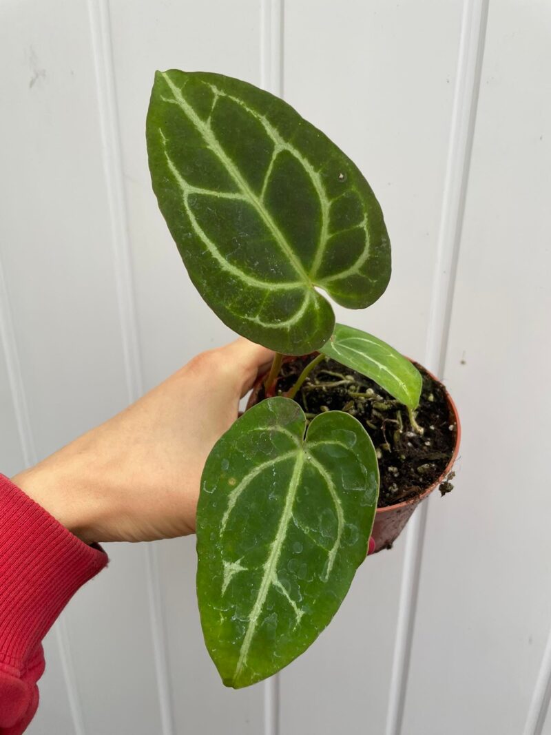 Anthurium Crystalinum x Forgettii II KAT