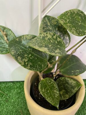 HOYA ACUTA heart leaves SPLASH