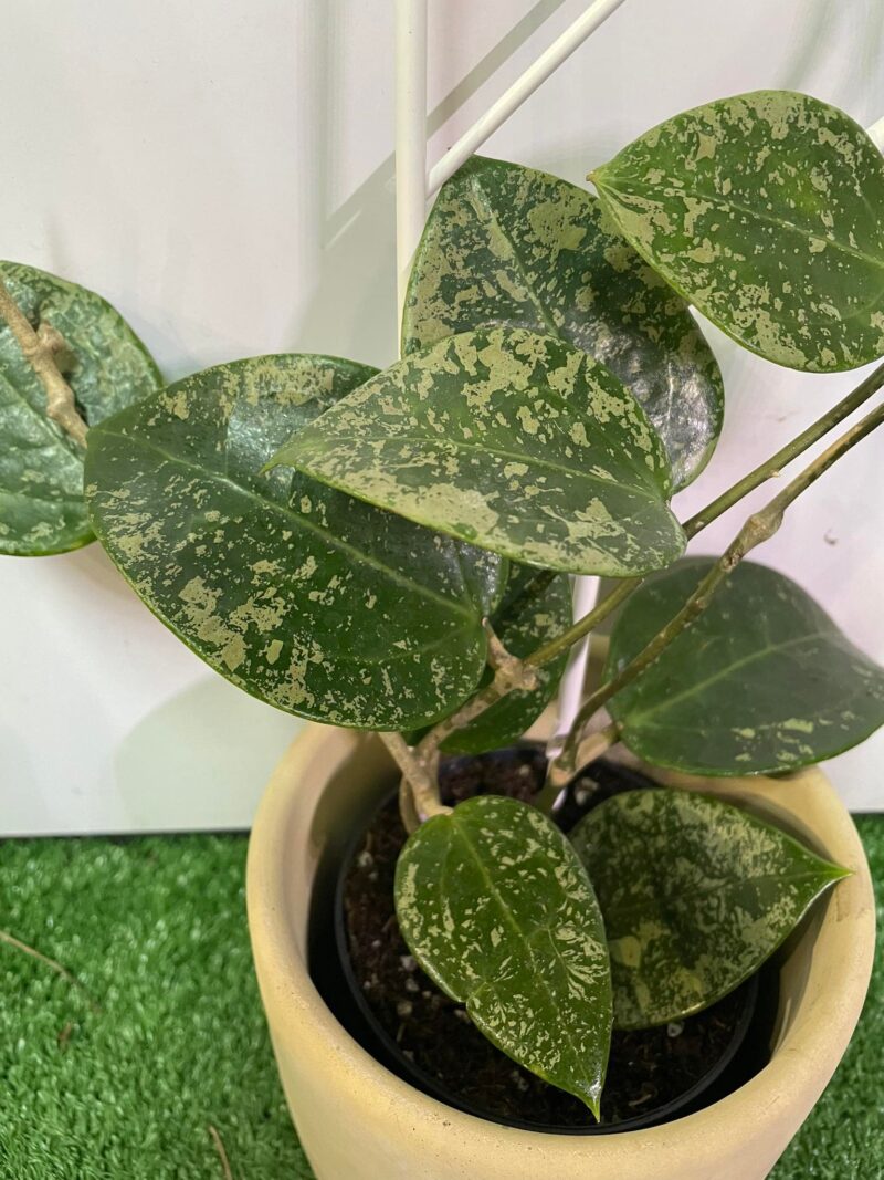 HOYA ACUTA heart leaves SPLASH