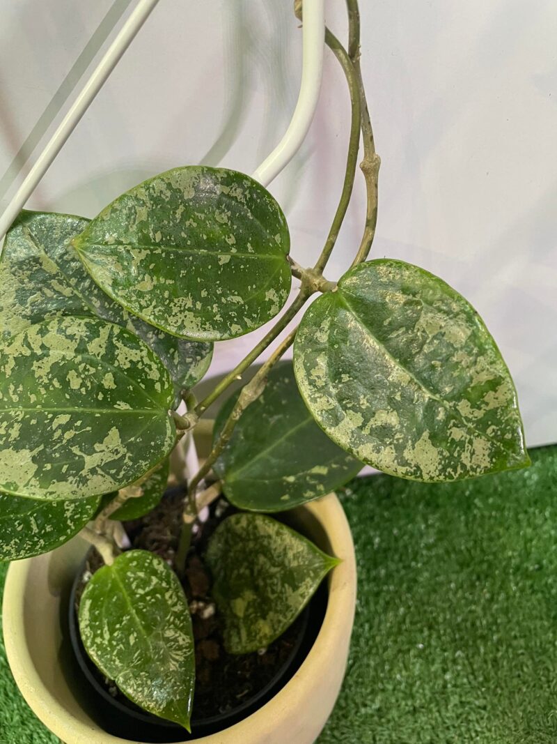 HOYA ACUTA heart leaves SPLASH