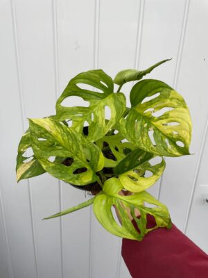 Monstera Adansonii Variegata Aurea