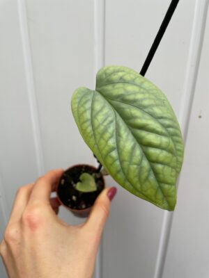 amydrium medium silver