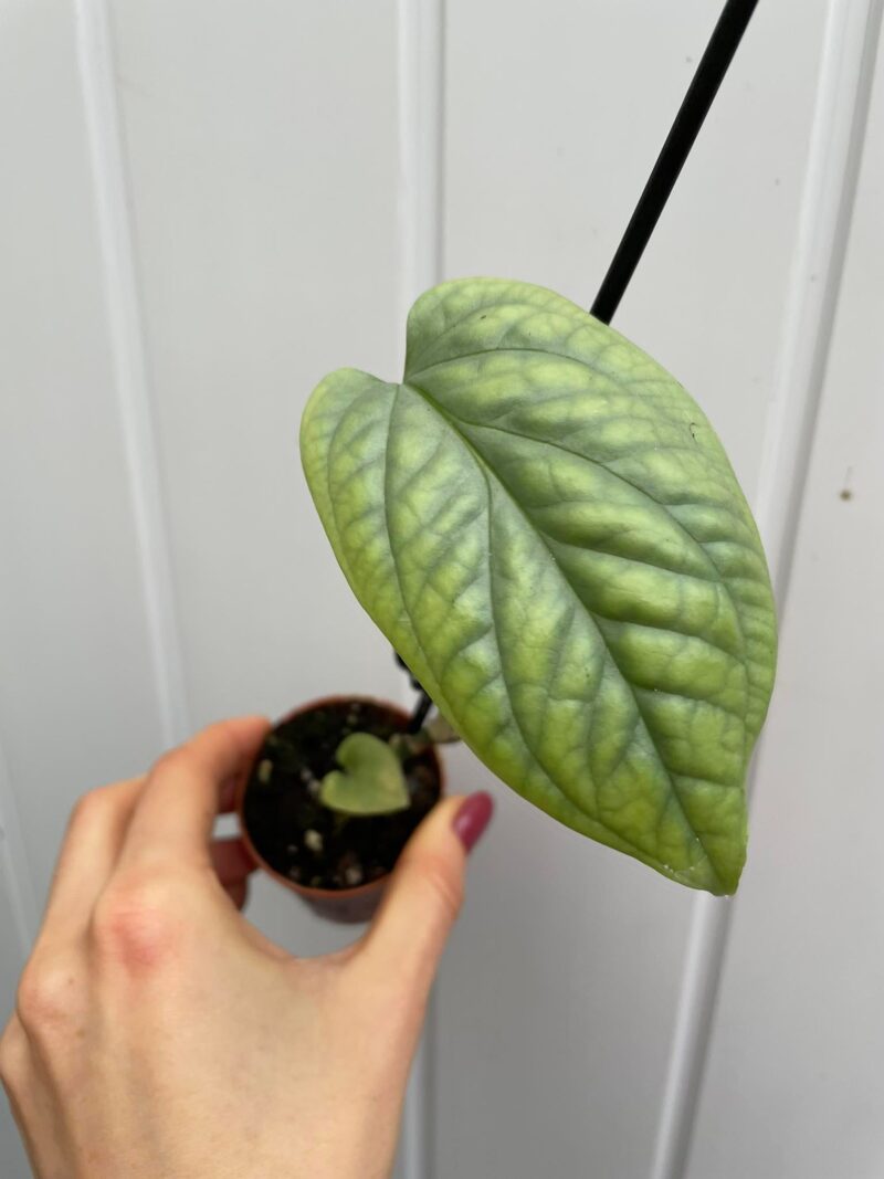 amydrium medium silver