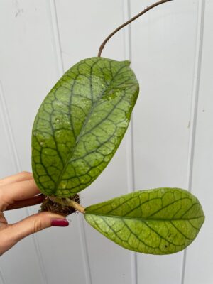 Hoya vitellinoides (hoja)