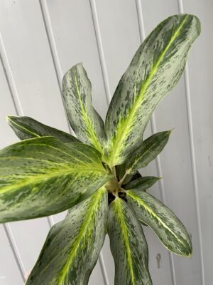 Aglaonema Emerald Stone