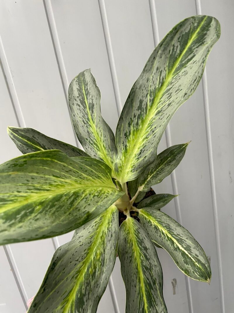Aglaonema Emerald Stone Aglaonema Emerald Stone