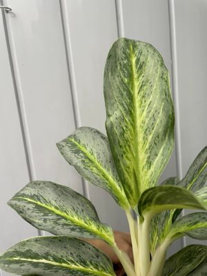 Aglaonema Emerald Stone