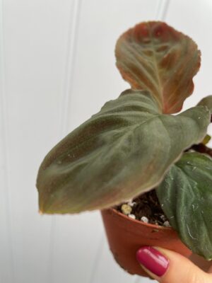 Homalomena Humilis Red Velvet