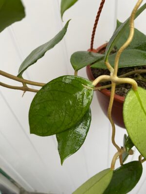 Hoya Kho Reses Sunda (Hoja)