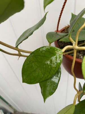Hoya Kho Reses Sunda (Hoja)